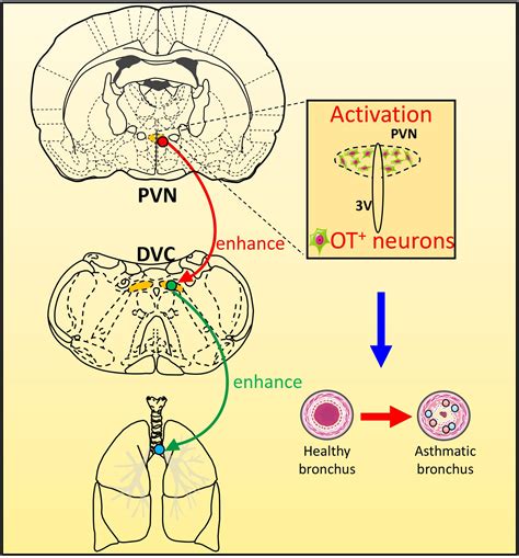 Frontiers Activated Oxytocin Neurons In The Pvn Dvc Pathway In Asthmatic Rats