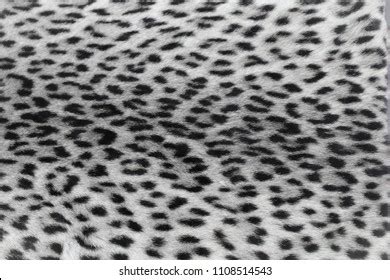 Black White Leopard Print Stock Photo 1108514543 | Shutterstock