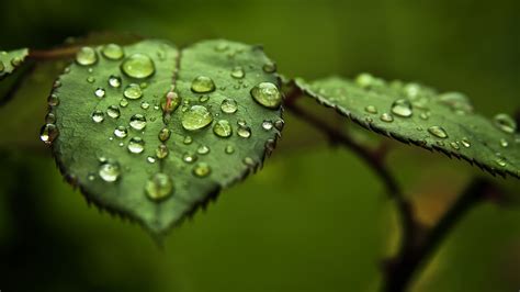 Wallpaper Sinar Matahari Daun Daun Air Alam Rumput Cabang Hijau