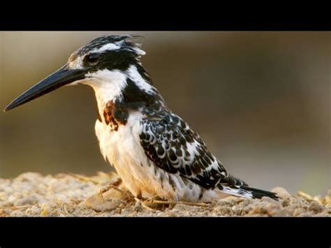 Why Hovering Is A Key Skill For The Pied Kingfisher YouTube