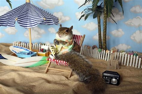 Summer Vacation As Told By Squirrels