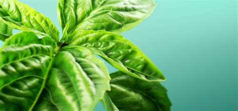 Basil Herb Vegetable Plant Background Greens Spinach Leaves