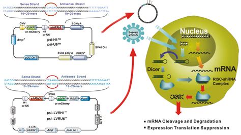 shRNA Knockdown shRNA Clones 易锦生物 iGeneBio