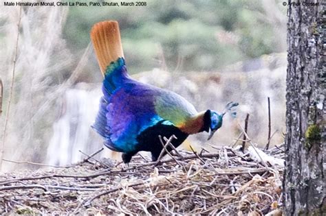 Magec Fatamor: National Bird of Nepal,Lophophorus. Danfe, Dafe