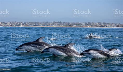 Pacific White Sided Dolphins Jumping Stock Photo Download Image Now