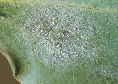 Powdery Mildew Canola Council Of Canada