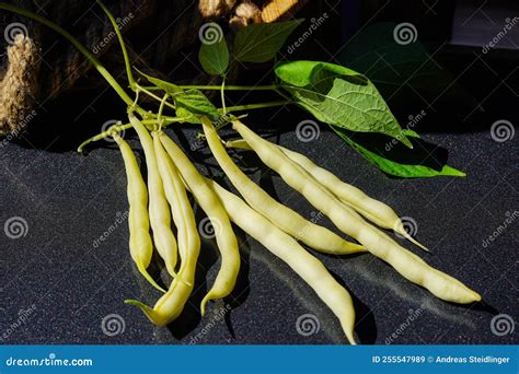 Beans Phaseolus Vulgaris Stock Image Image Of Italy 255547989