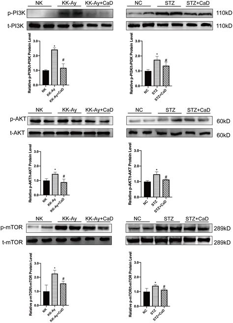 Frontiers Calcium Dobesilate Restores Autophagy By Inhibiting The