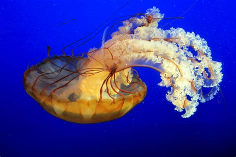 Jellyfish are blooming and booming: where do we go from here? – BIOL ...