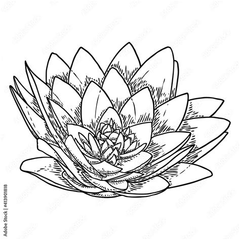 Lotus bud, line art stylized. Lotus flower bloom. Black white, hand ...