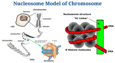 Nucleosome Model of Chromosome - PhD Nest