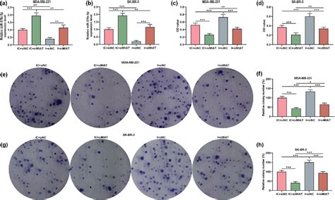 Figure 5 From Silencing Of Long Noncoding Rna Miat Inhibits The