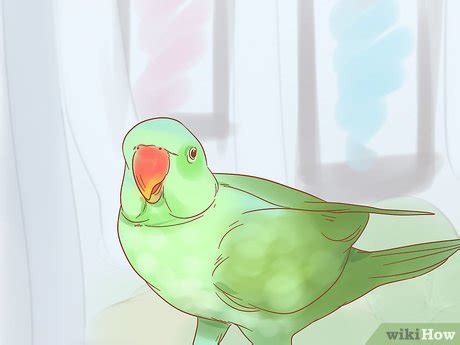 How to Care for a Parrot (with Pictures) - wikiHow Pet