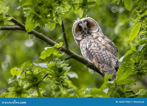 Cute Surprised Western Screech Owl Perched On A Tree Branch With Green