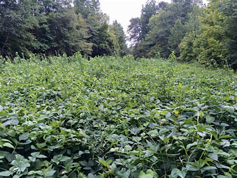 Summer Food Plots Feed Your Deer High Quality Grand View Outdoors