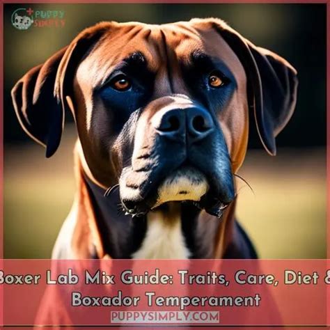 Boxer Lab Mix Guide: Traits, Care, Diet & Boxador Temperament