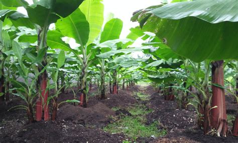 Cara Budidaya Pisang Agar Subur Dan Berbuah Banyak Id