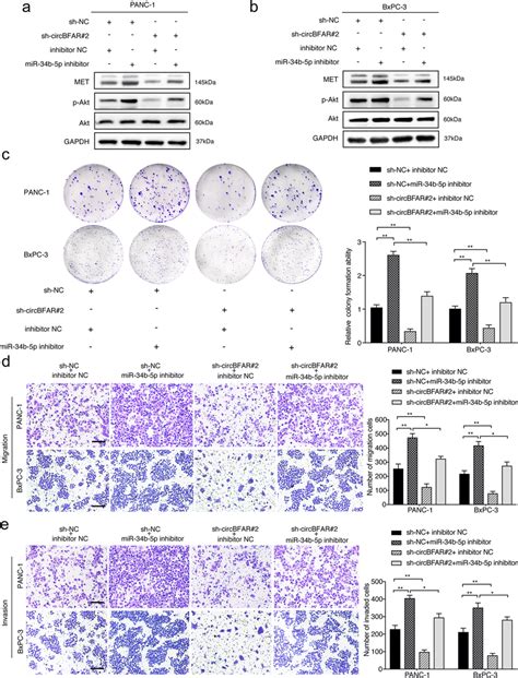 CircBFAR Promotes PDAC Proliferation Migration And Invasion Via The