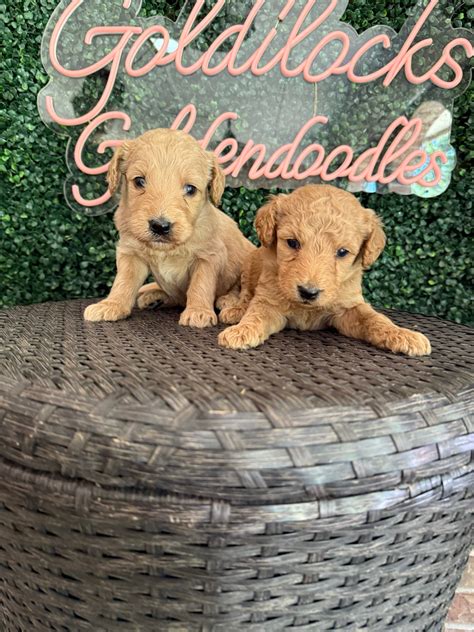 Goldilocks Goldendoodles - F1 & F1B Goldendoodle Puppy