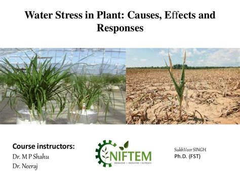 Water Stress In Plant Causes Effects And Responses