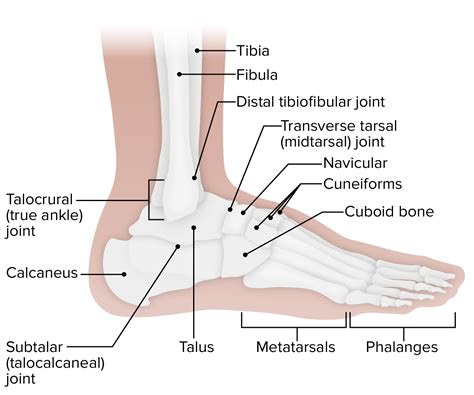 Anatomia Do Tornozelo Ligamentos BRAINCP