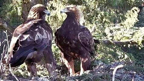 Bucovina Golden Eagle A Adult Pair Visit The Nest 11 23 Am 2023 01 03