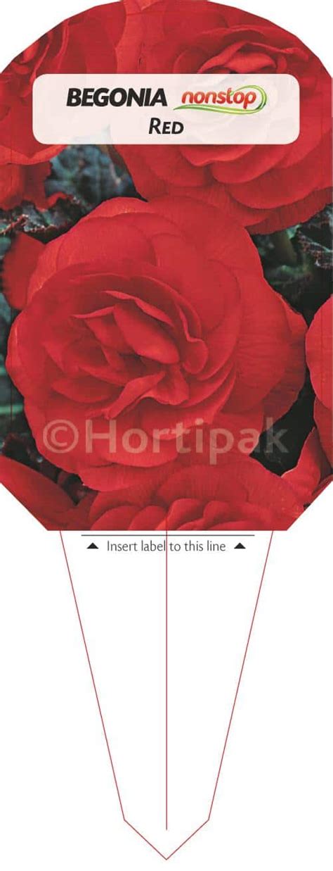 Begonia Non Stop Red Hortipak E Store