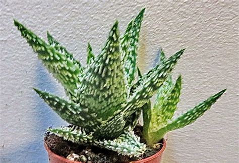 Aloe Humilis L Mill Dwarf Hedgehog Aloe World Flora Pl Ntnet