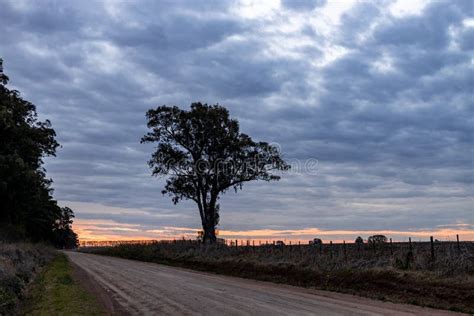 Sunset on a Country Road. Huge Tree on Dirt Road Stock Image - Image of ...