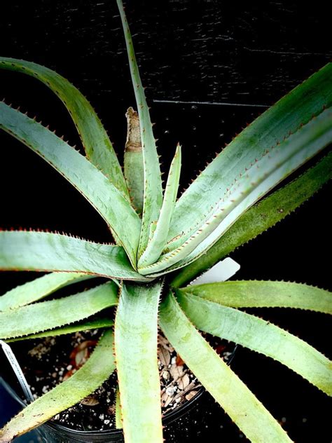 Aloe Capitata Ssp Quartziticola Madagascar Aloe Seed Grown Paradise