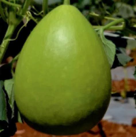 Green Hybrid Bottle Gourd Seeds Packaging Type Packet At Rs 2150kg