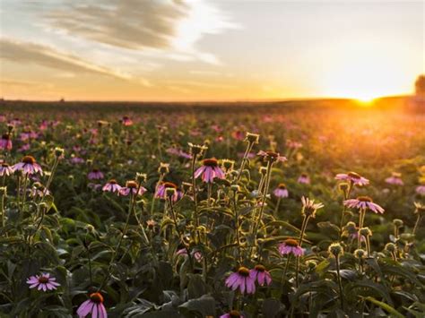 Nutrilite Organic Farms Amway Canada