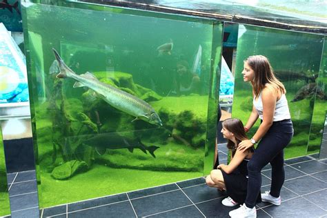 Aquarium Du P Rigord Noir Univerland Le Bugue Le Bugue Pays De