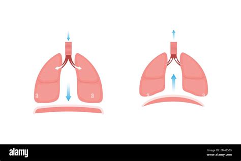 Conception Scientifique De La Respiration Inhalation Et Inhalation