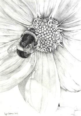 Lynn Dolman Original Pencil Drawing Flowers Bee With Dahlia