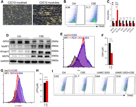 Cse Stimulation Caused Ferroptosis In C C Myotubes A Cellular