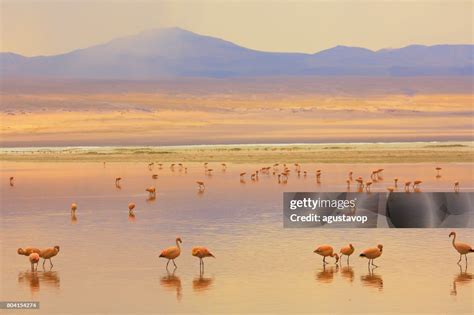 Impressive Laguna Colorada Red Lake Reflection Andean Flamingos Birds