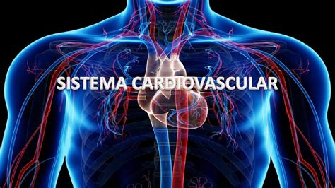 Sistema Cardiovascular José Alvarez Udocz