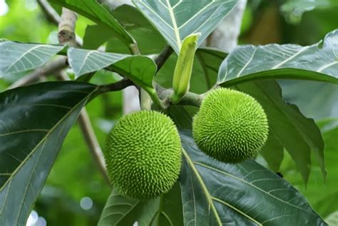 Árbol Del Pan Pan Del Árbol Artocarpus Altilis 60 Minutos Noticias