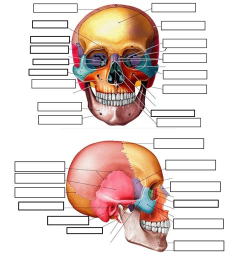 Skull Anatomy Diagram | Quizlet