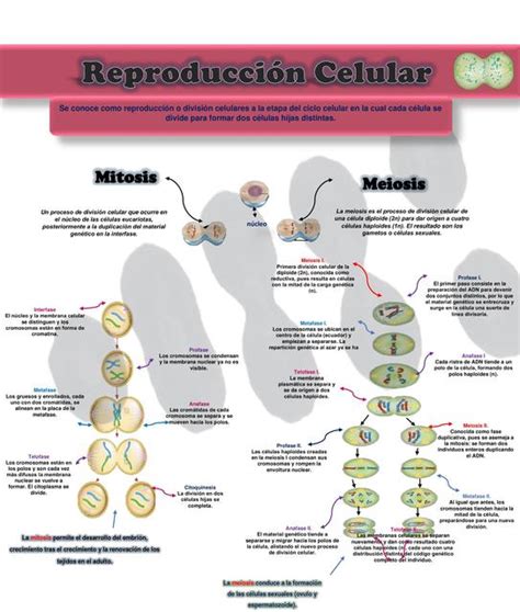 Reproduccion Celular Resumen De Enfermería Salud Udocz