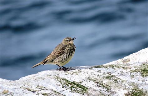 Rock Pipit Norway Dave Telford Flickr