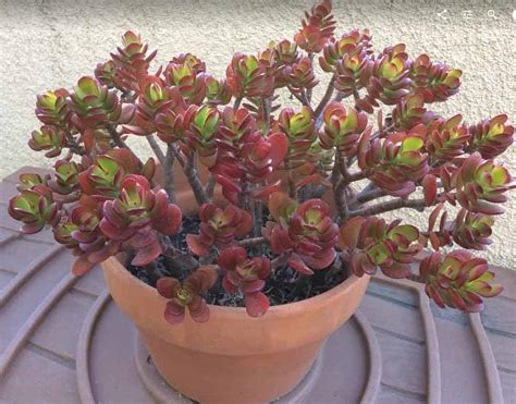 Jade Plant Crassula Ovata Care Propagation Types And More Succulent Plant Care