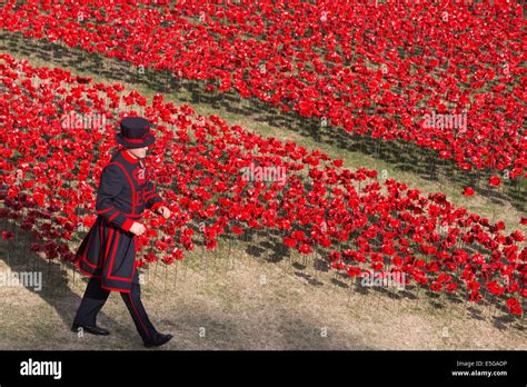 Ww1 soldier in poppy field hi-res stock photography and images - Alamy