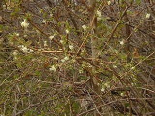 Bush Honeysuckle Lonicera Maackii