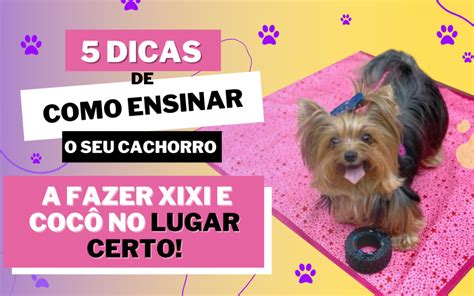 Dicas De Como Ensinar O Seu Cachorro A Fazer Xixi E Coc No Lugar