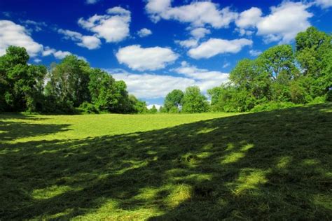 Free Images Landscape Tree Nature Forest Grass Wilderness Plant