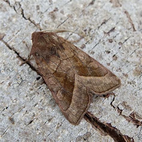 Rosy Rustic Somerset Moths