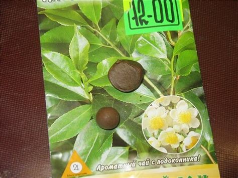 Камелия китайская (Чайный куст): выращивание и уход, фото