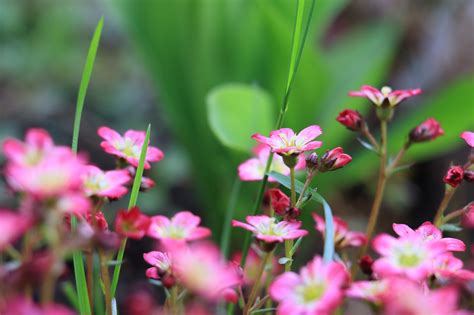 Free Images Nature Blossom Meadow Leaf Flower Petal Summer